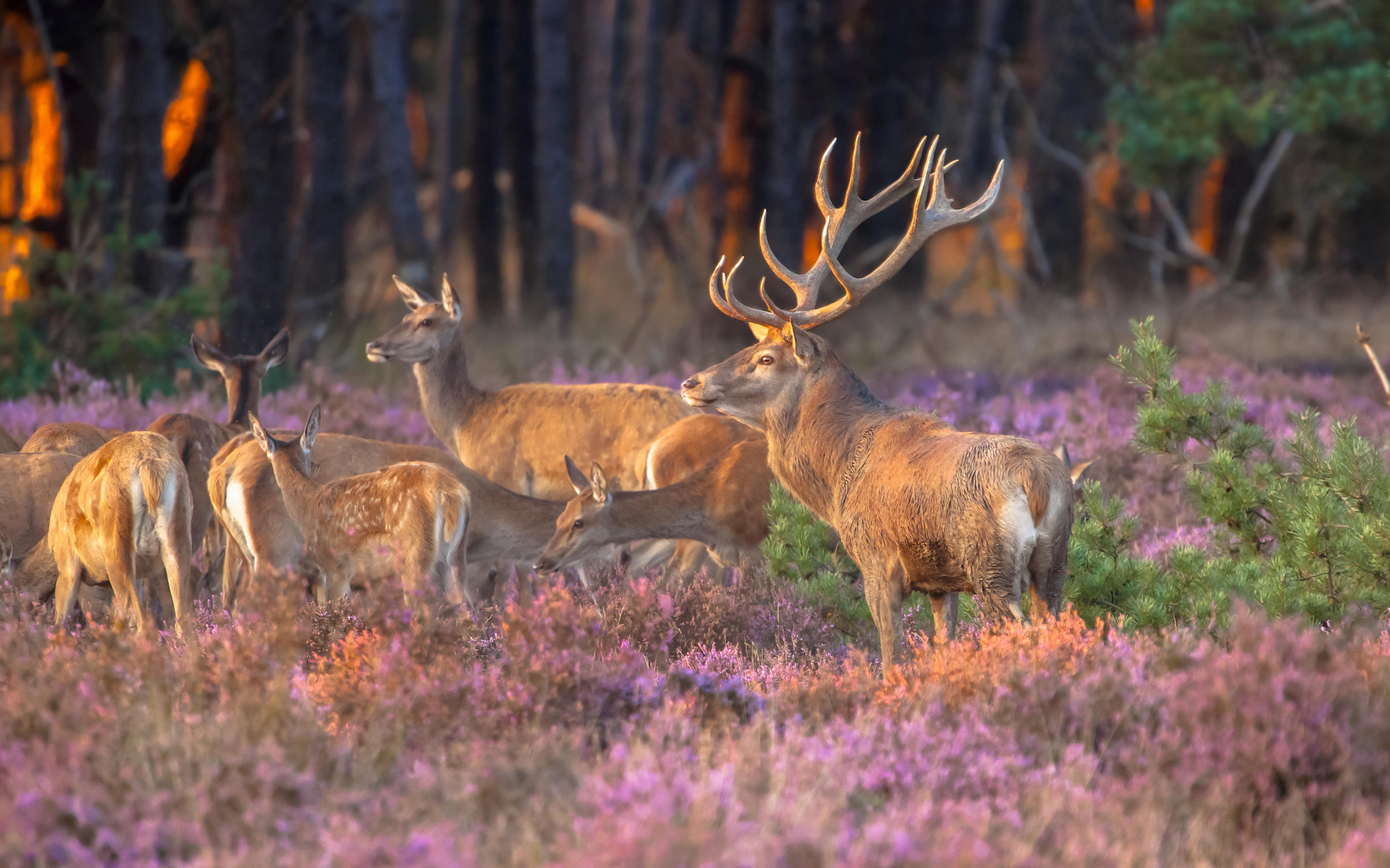 Male red deer (Cervus elaphus) guarding his flock of deer during mating season on the Hoge Veluwe, Netherlands