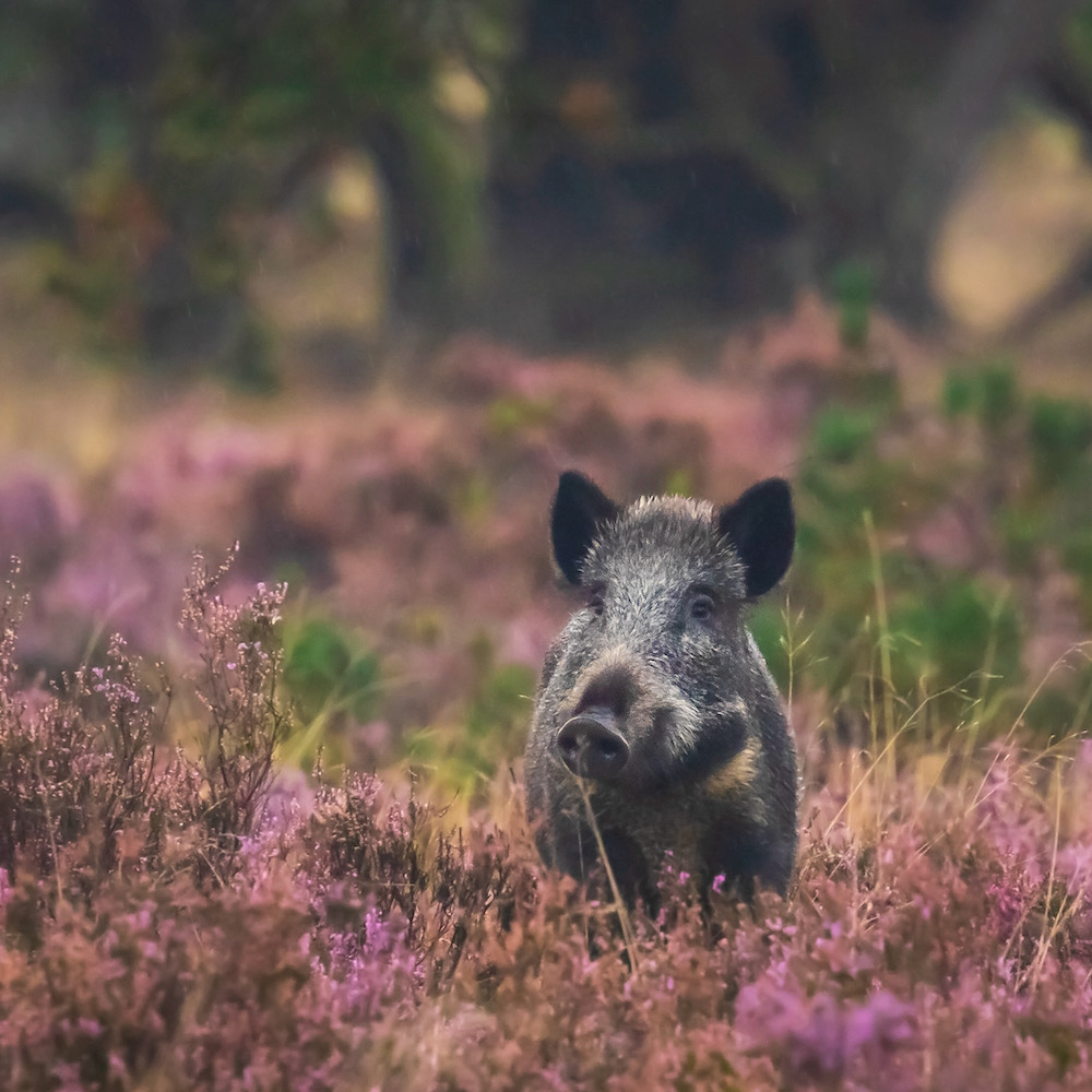 A wild boar, swine or pig (Sus scrofa) foraging in a field with purple heather blooming with a forest on the background.. Hoge Veluwe, the Netherlands Europe.